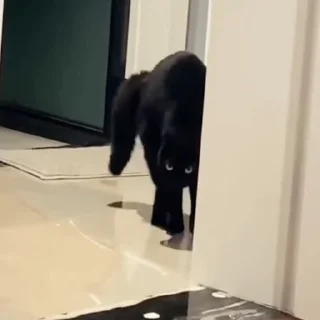 🐈