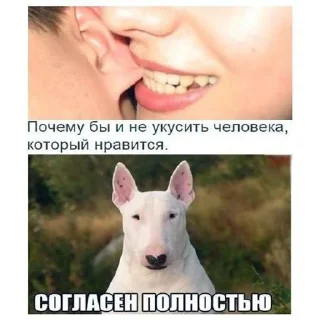 🐶