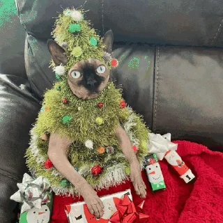 🎄