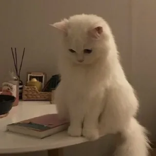 🐈