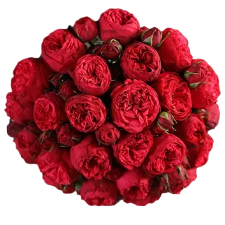 🌹