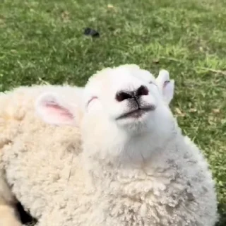 🐏