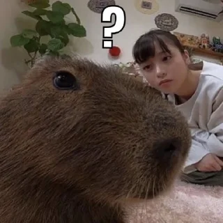 🦦