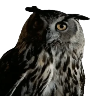 🦉