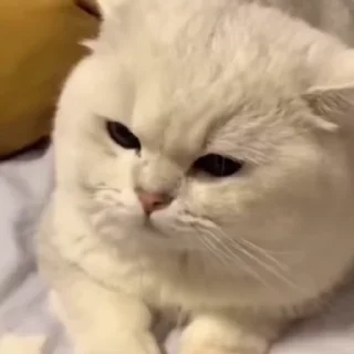 🐈‍⬛️