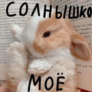 🐰