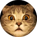 Cat Meow 2 @stickersb2b