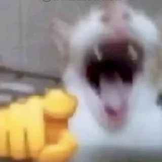 🫵