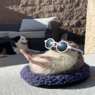 😎