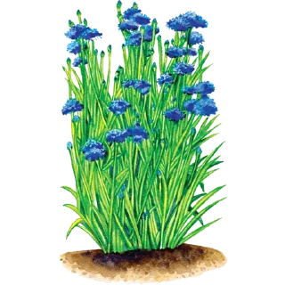 🌱