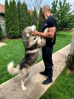 🐕
