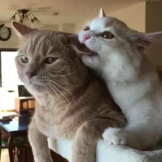 💗