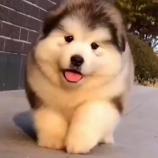 🐶