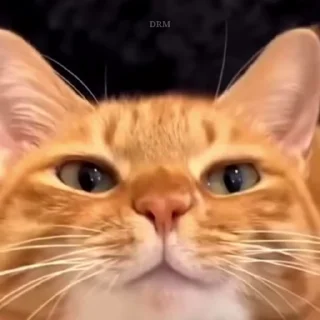🐾