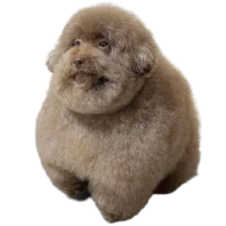 🐶