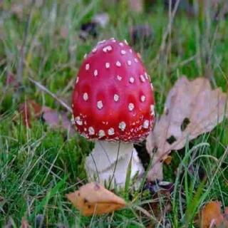🍄