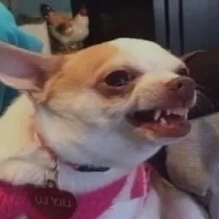 🐕