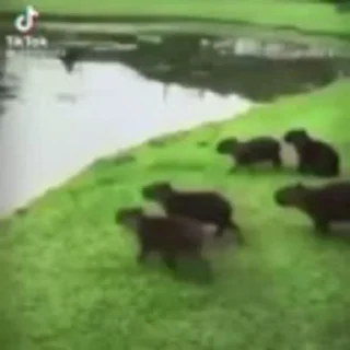 🦫