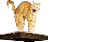 🙀