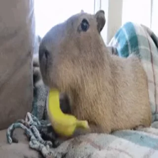 Animated Capibara by @p1x2l