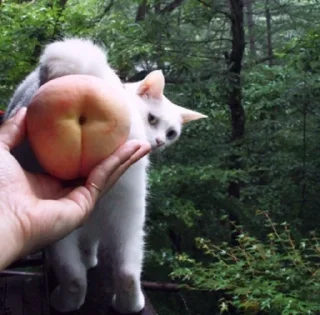 🍑