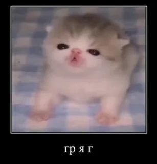 смішні котики @gifis_an