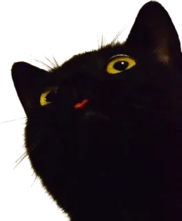 🐱