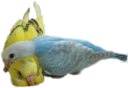 🐦