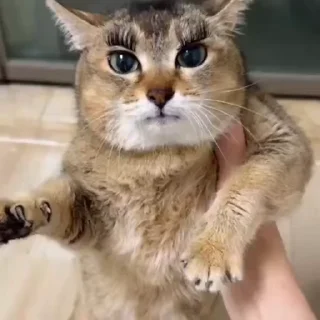 🐈