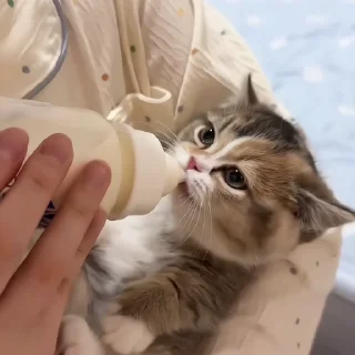🐈‍⬛️