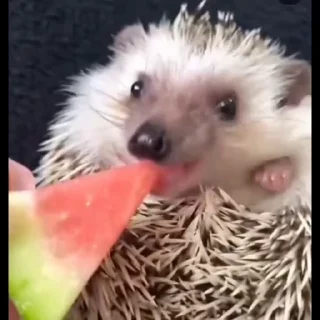 🦔