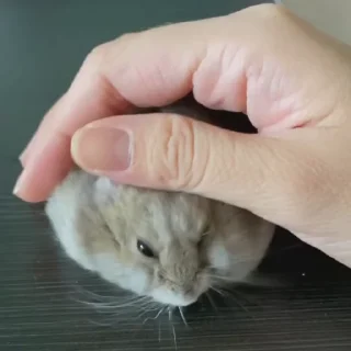🥟