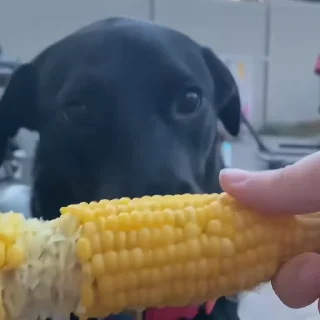 🐶