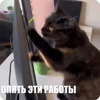 🙌