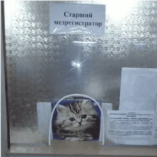 😺