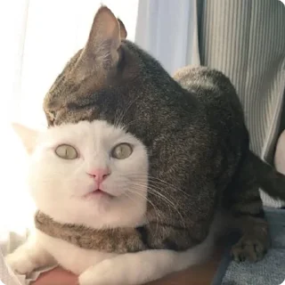 😜