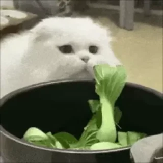 🥬