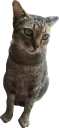 🐱