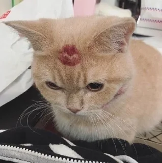 💋
