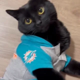 🐈