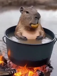 🌟