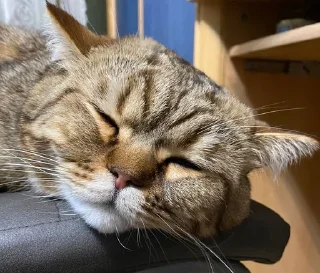 🌟
