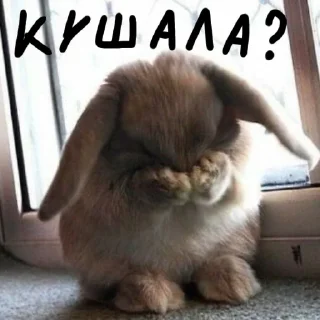 🐰