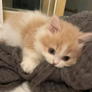 🐈