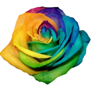 🌹