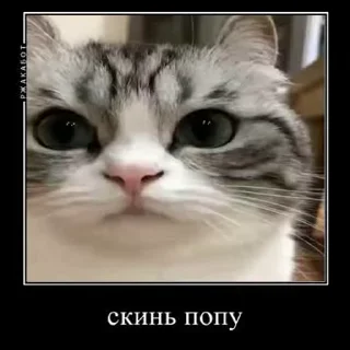 🥳