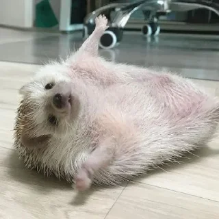 🦔