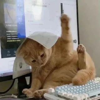🐈