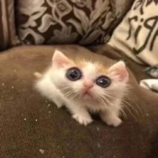 👀