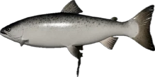 🎣